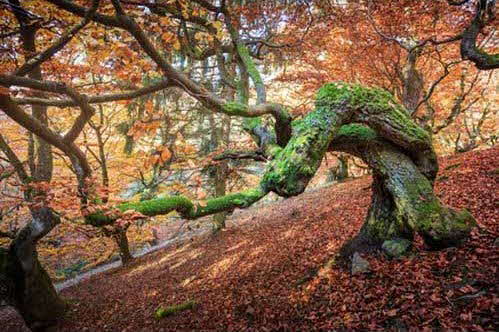 Herbststimmung am Urwaldsteig