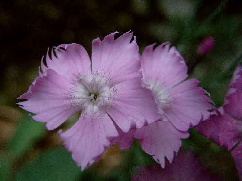 Blumen am Urwaldsteig